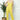 #color_dull-yellow
